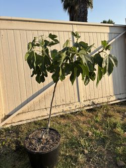 Male Capri Fig