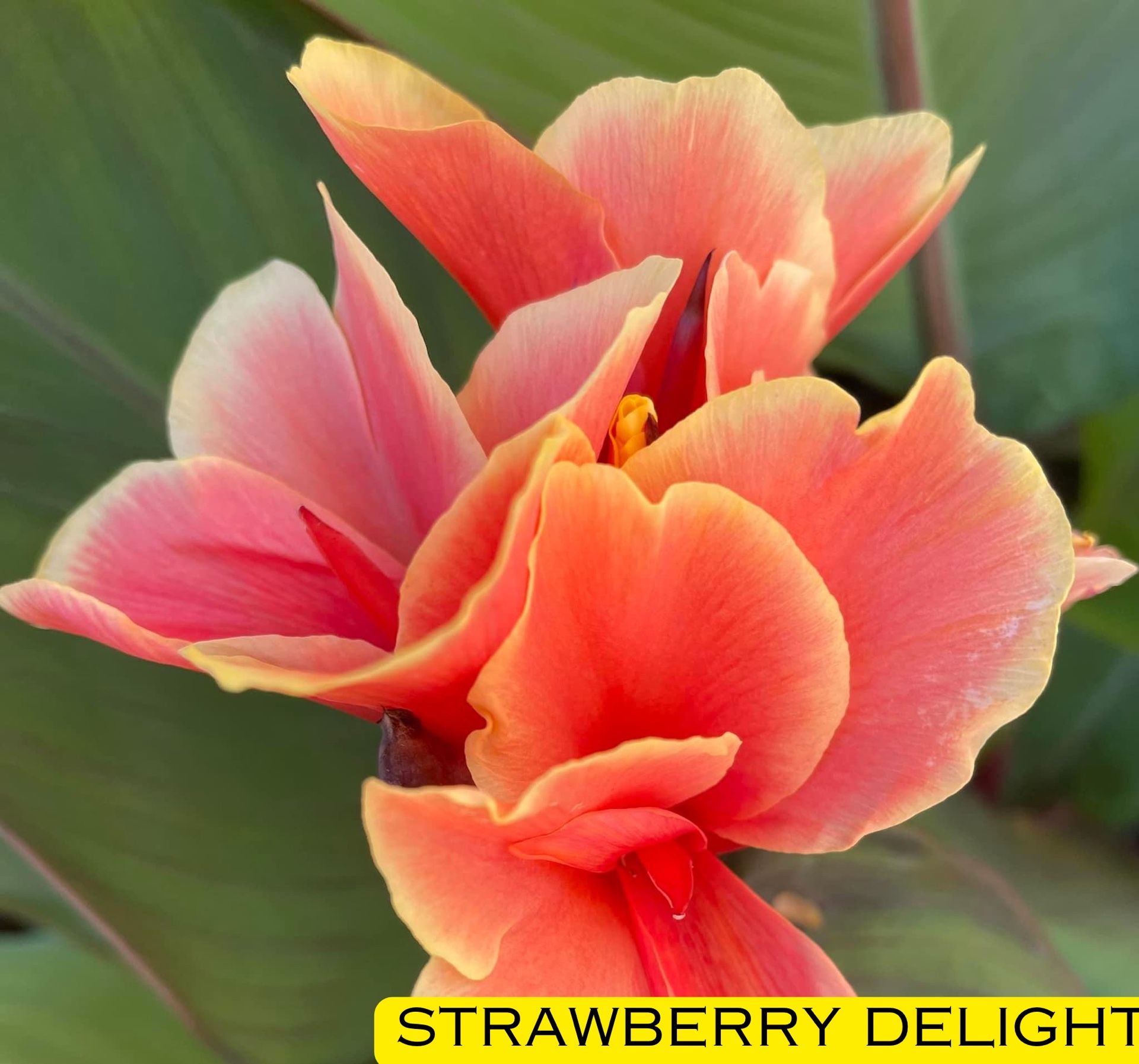 Canna Lillies