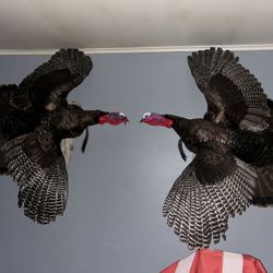 Turkey Mounts