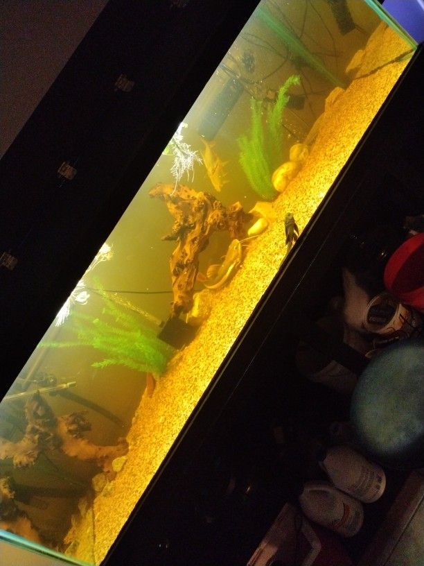 300 Gallon Fish Tank