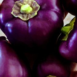 Large Organic Purple Beauty Bell Pepper Plants And Seeds! 2026 SEASON EARLY RELEASE!