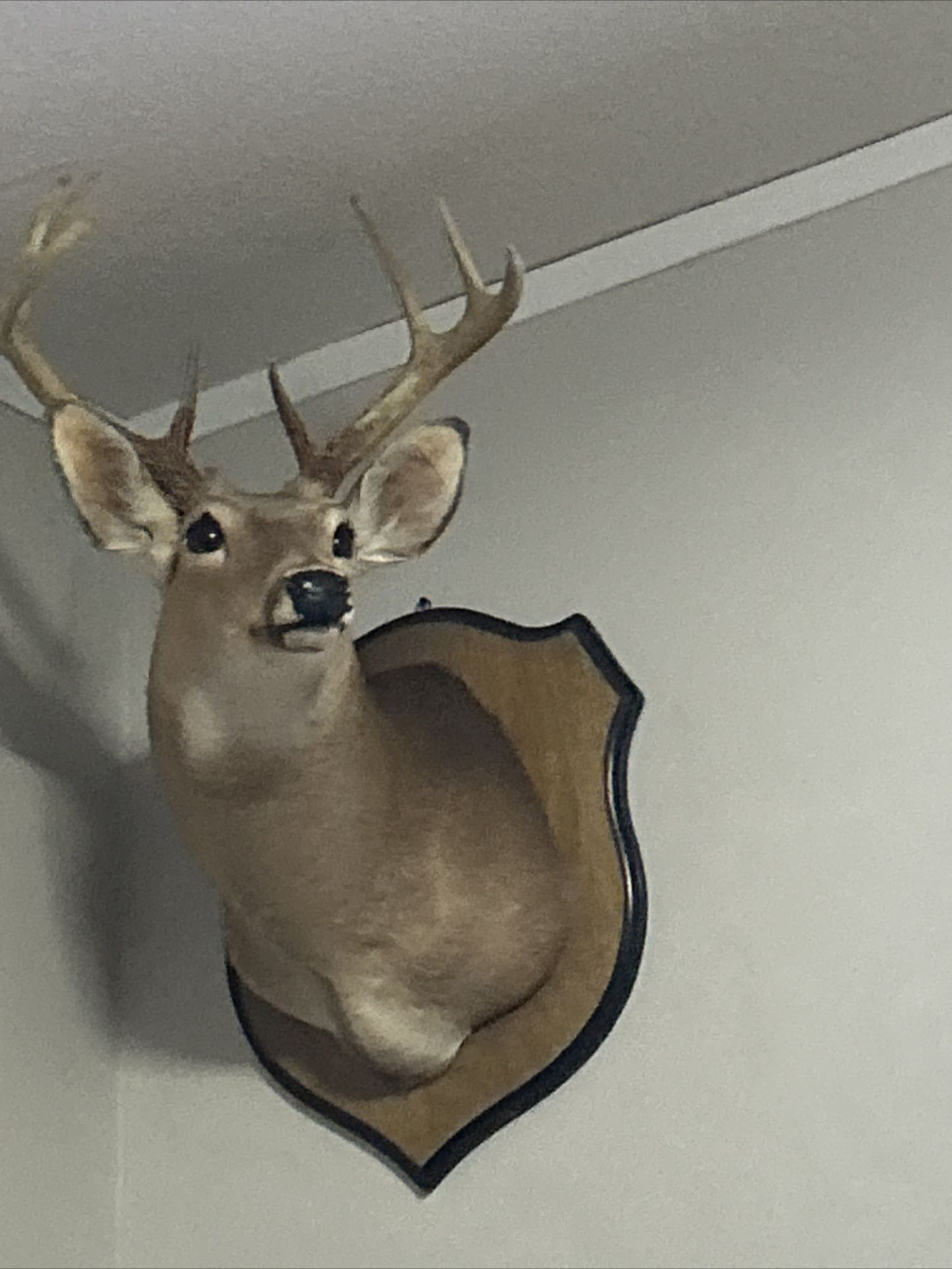 8 Point Buck Head