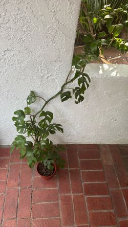Mini Monster Tetrasperma Rhaphidophora plant 6” pot