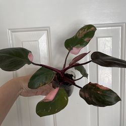 Philodendron pink Princess plant