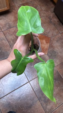 Philodendron plant