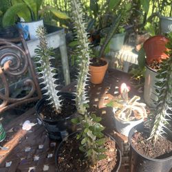 🌵 Wild, Resilient, and Striking – Meet the Ocotillo! 🌵