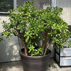 Jade plant large
