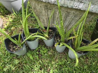 Aloe Vera Plant 5 