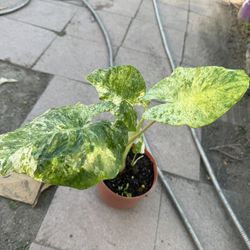 Variegated Alocasia