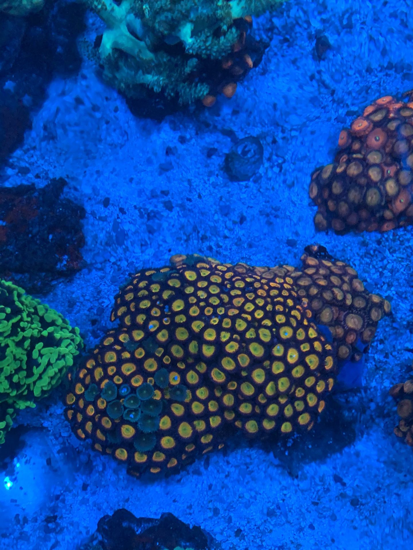 Sunny d’s zoas in a piece of rock