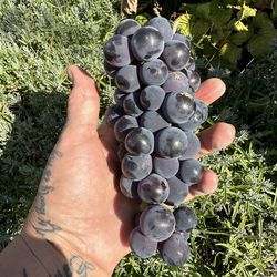 🍇 ORGANIC CAMPBELL EARLY / CONCORD GRAPES 🍇 A TRUE HEIRLOOM TREASURE!