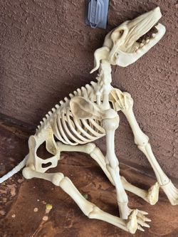 Halloween Skeleton Dog Decoration