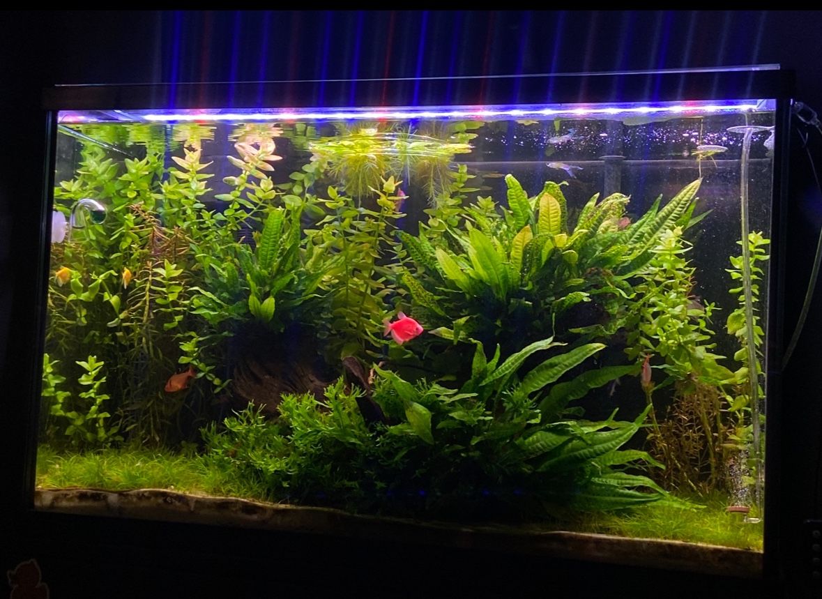 29 gallon Aquarium