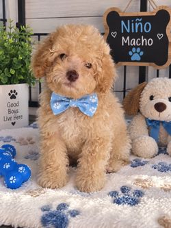 plush toys