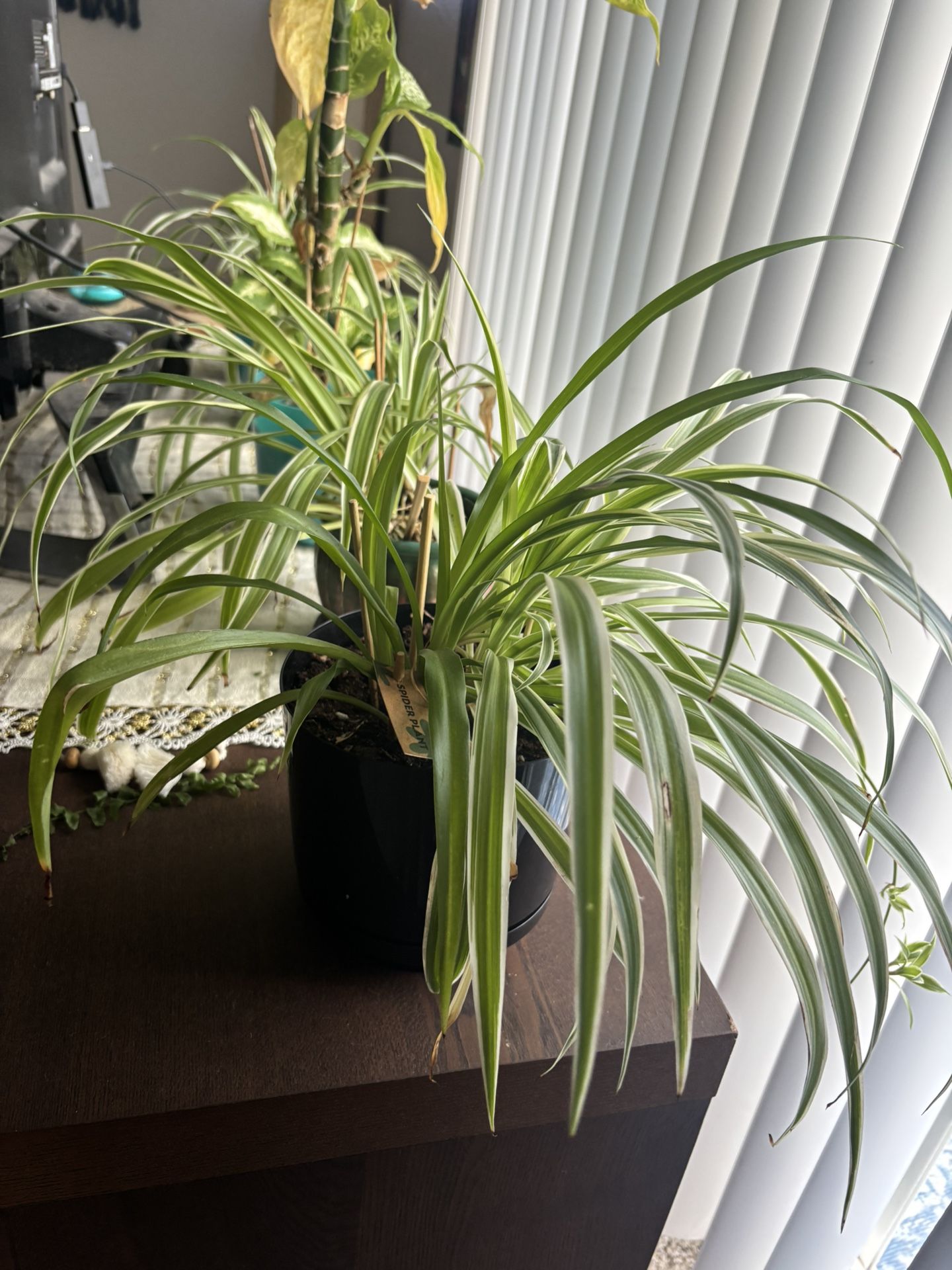 Spider Plant