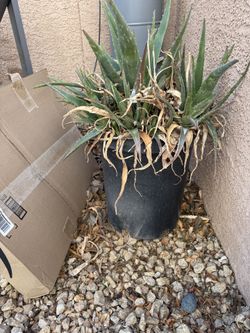 Large Pots Of Aloe Plants. 