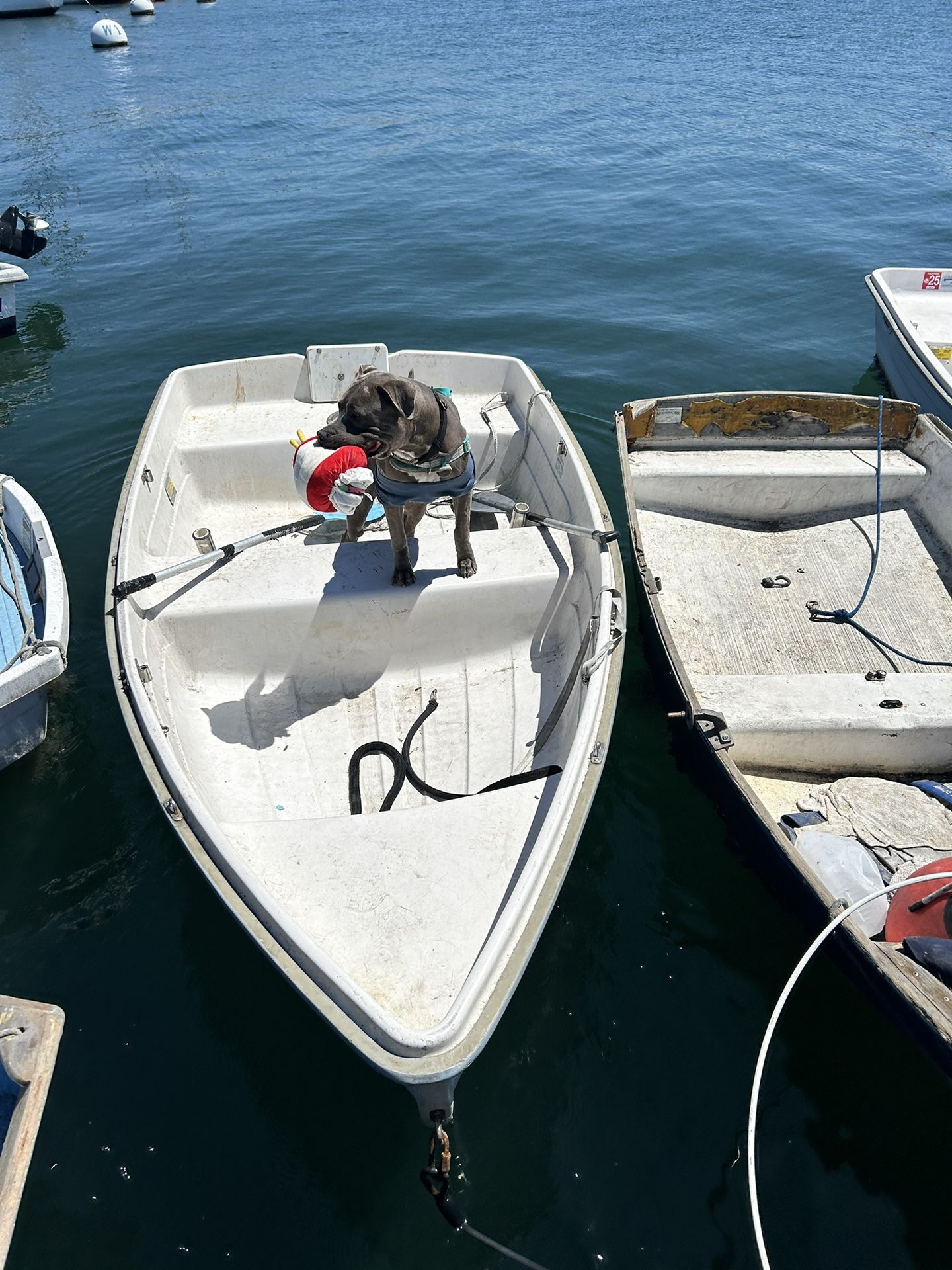 Dinghy (DogNot Included)
