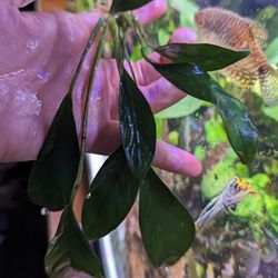 Anubias Frazeri $15