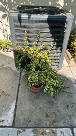 SUCCULENT