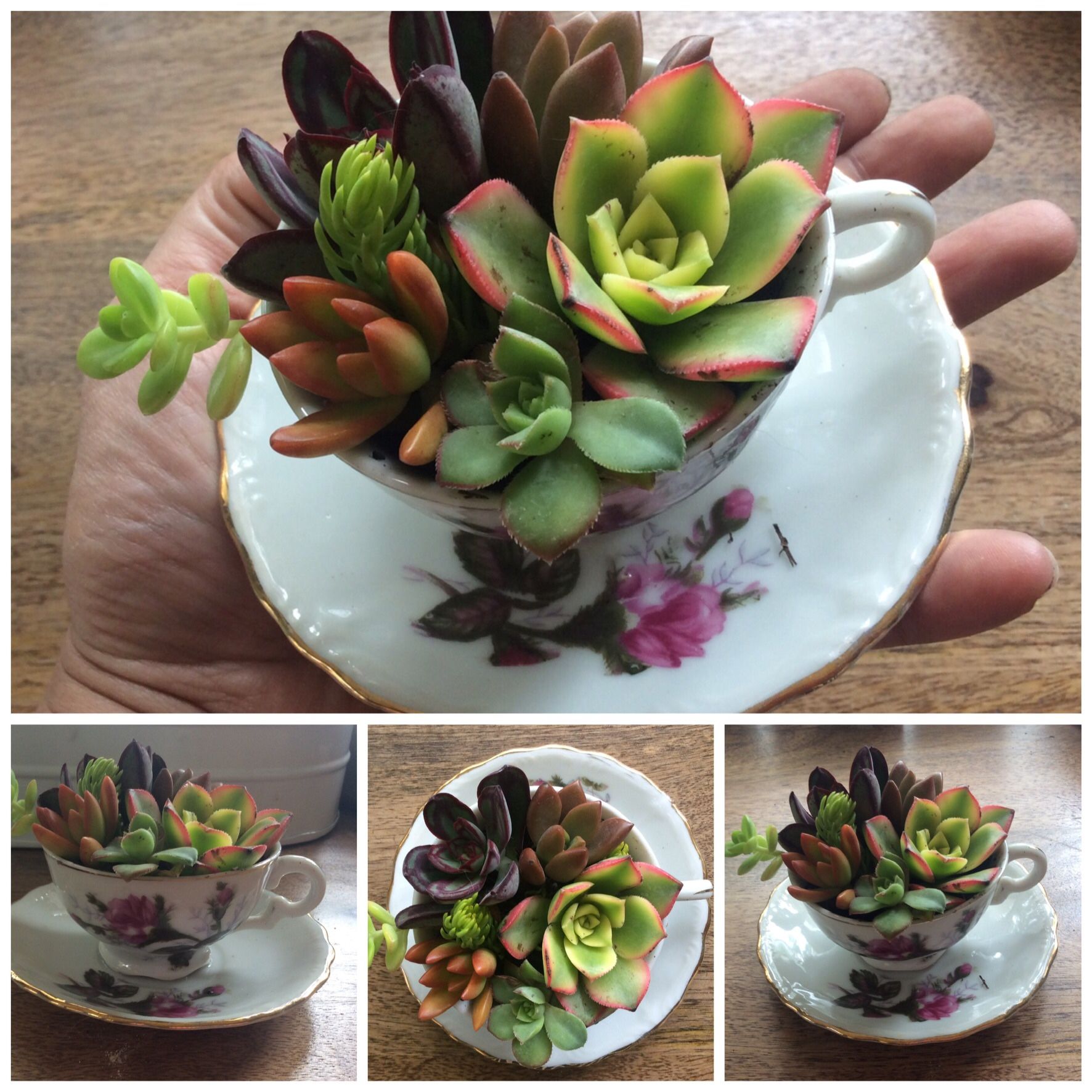 Lil cup of tea succulent arrangement