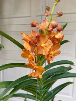 Blooming Vanda orchid