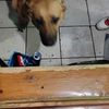 Oliver