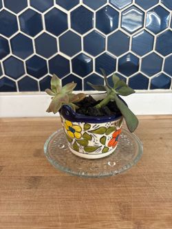 Succulents