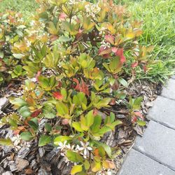 Plants For Sale In Spring Hill