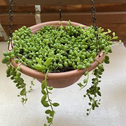 String of pearls  large $28.00