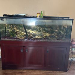 Fish Tank