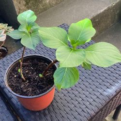 Hydrangea Plant