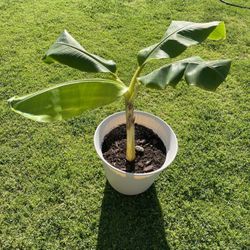 Fruiting Banana Tree