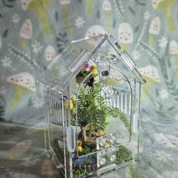 Decorated Jumping Spider Enclosure 