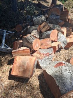 Large Lot of Cut Hardwood Logs