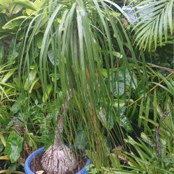 Large Ponytail Palm In Cobalt Blue Ceramic Pot