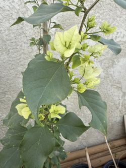 Pink And White Blanco Guvanbilias 4F The Tall Del Suelo Parriba $25 Each Price Firm