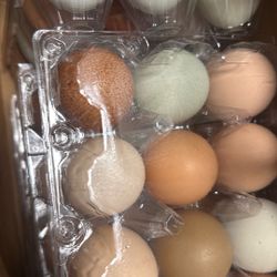 Farm Eggs