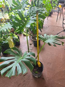 Planta monstera deliciosa