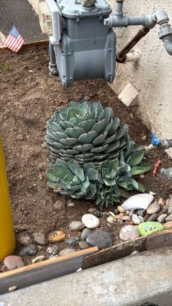 Free plant
