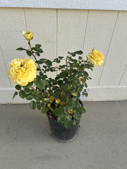 Yellow Rose Plant In 5gl.  