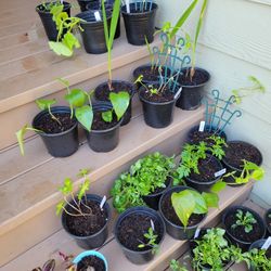 Veggie, Indoor Plant Starts, Flower Pots For MOM