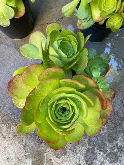 Succulent in pot with many small one coming