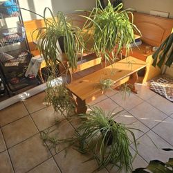 Spider Plants