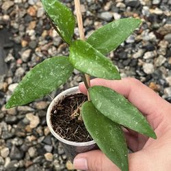 Hoya Caudata Sumatra