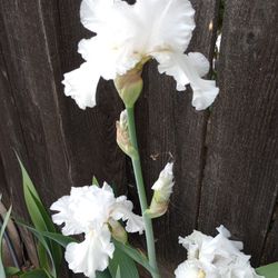 White Bearded Iris, 1 Gallon Containers 
