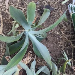 Agave Pups 