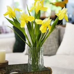 2X Yellow Iris Plants 2 Gallon Fully Rooted