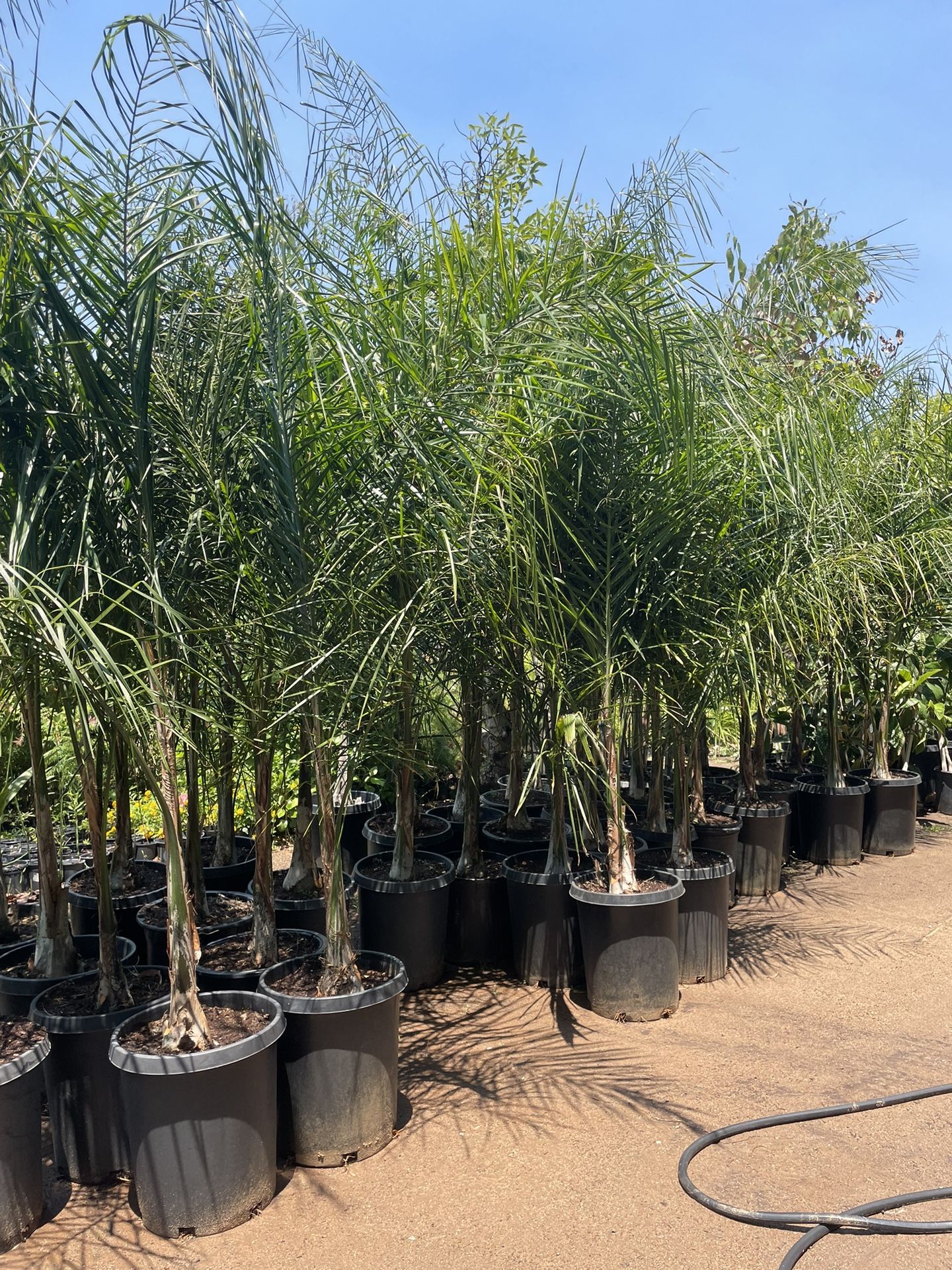 15 Gallon Size- Queen Palm Trees- Approximately 6 - 8 Feet Tall