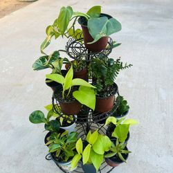 Live Houseplants Real Plants 4” Pot Home Decor Gardening - 5 each PHX