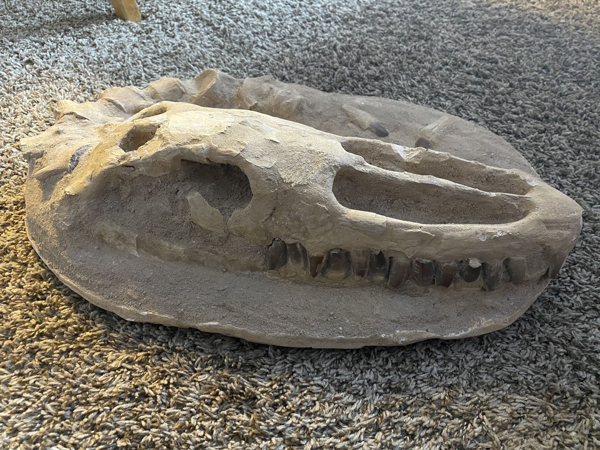 Alligator Fossil